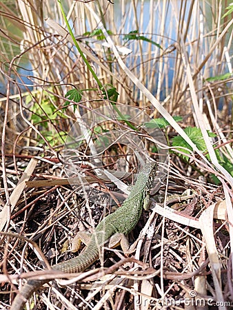 A small green lizard on a rock basks in the sun. Beautiful reptile Stock Photo