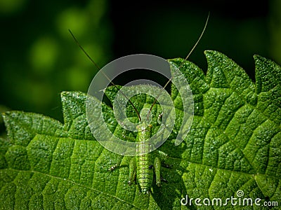 Small green long-horned grasshopper or bush cricket Stock Photo
