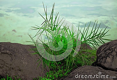 Small green natural plant scenic background outdoor sky Stock Photo