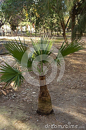 Small green palm Stock Photo