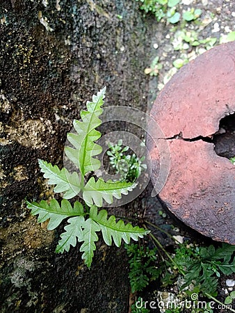 A small green plant growing beside the clay pot Stock Photo