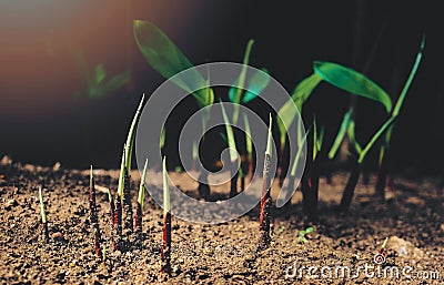 Small green plant growth and photosynthesis Stock Photo