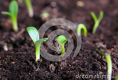 Small green seedling Stock Photo