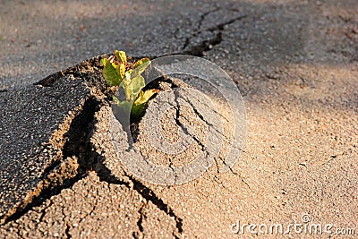 Small green sprout grows in cracked asphalt Stock Photo