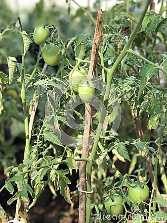 Small green tomatoes Stock Photo