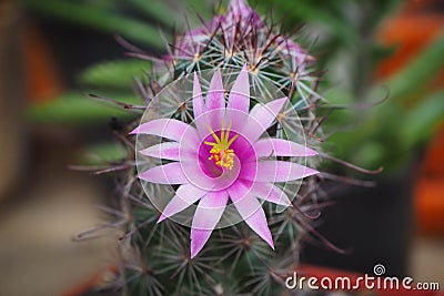 Small green tree with cute purple flowers cactus. Stock Photo