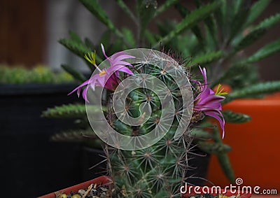Small green tree with cute purple flowers cactus. Stock Photo