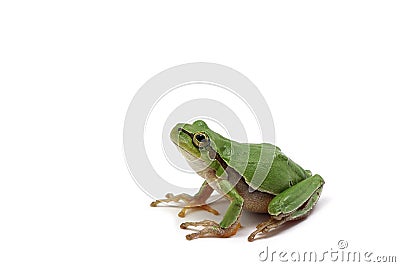 Small green tree frog Stock Photo