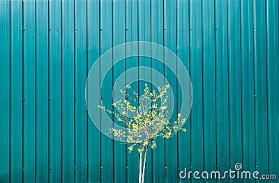 Small green tree on green mettalic background, free space. Stock Photo