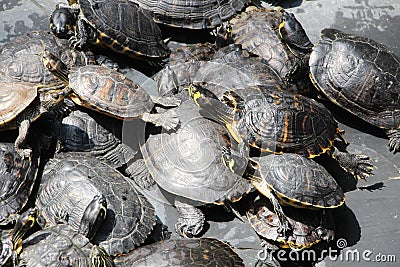 Small green turtles Stock Photo