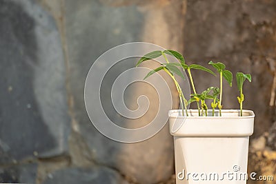 Mung bean plants grown in pots at home Stock Photo