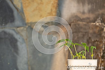 Mung bean plants grown in pots at home Stock Photo