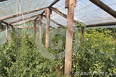Small greenhouse with tomato plants Stock Photo