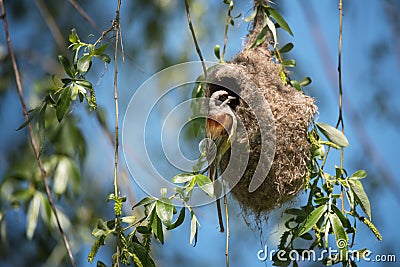 Cute little bird European penduline tit sits on the nest Stock Photo