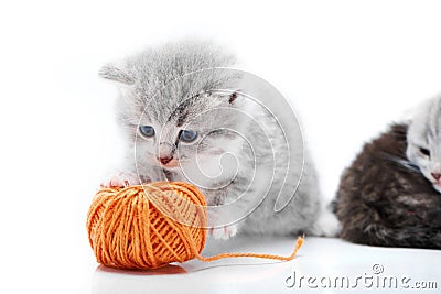 Small grey fluffy adorable kitten is playing with orange yarn ball while other kitties are playing in the background in Stock Photo