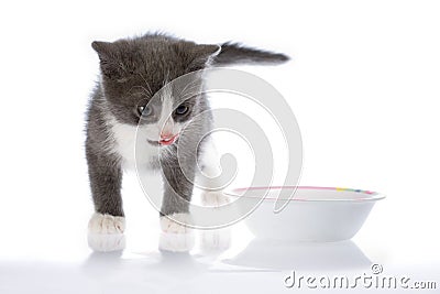 The small grey kitten Stock Photo