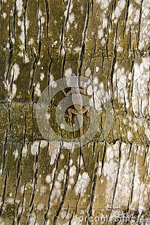 Small grey lizard on the bark Stock Photo