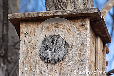 A small grey owl roosts high up a tree in a bird box Stock Photo