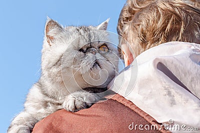 A persian exotic short hair cat Stock Photo