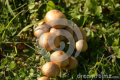 Small Group of beige brown Coprinellus micaceus mushrooms on a meadow, mica cap or shiny cap or glistening inky cap in october sun Stock Photo