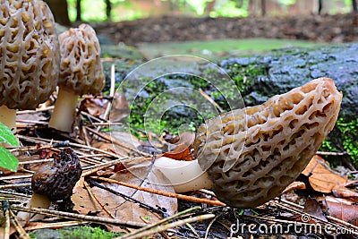 Small group of Black morel mushrooms Stock Photo