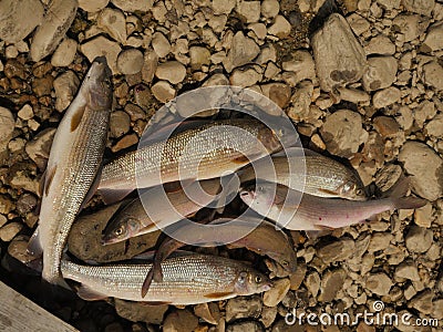 Small group of graylings on pebble Stock Photo