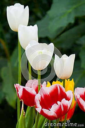 Small Group of Mixed Colour Tulips Stock Photo
