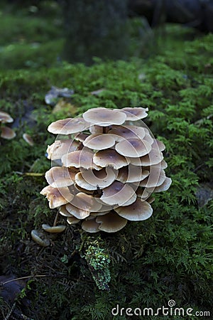 A small group of mushrooms gray plate Hypholoma capnoides, false honey fungus on a stump overgrown with green moss in Stock Photo