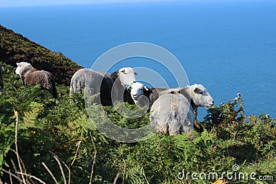 Small group of sheep stands on top of a hill Stock Photo