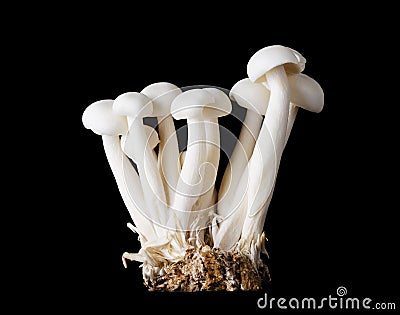 Small Group of White Beech Mushrooms On Black Background Stock Photo