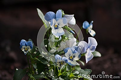 White and blue viola flowers Stock Photo