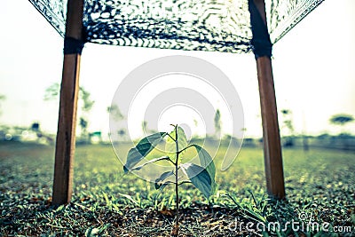 Small growing gardening farm fruit plant tree crop with frame for support Stock Photo