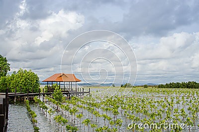Small growing mangrove in thailand againt a wooden pavilion Stock Photo