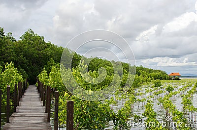 Small growing mangrove in thailand againt a wooden pavilion Stock Photo