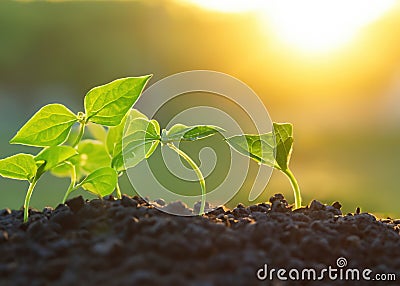 Small Growing Plant, Botanical Photography Stock Photo