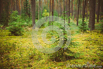 Small growing spruce fir tree in coniferous forest Stock Photo