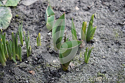 Small growing tulip in spring. Sprouts seed plant flower. Stock Photo