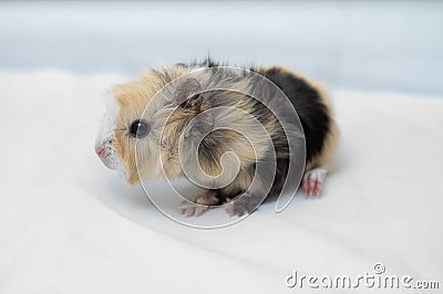 Small guinea pig Stock Photo