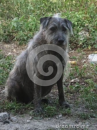 A small hairy brown dog sitting Stock Photo