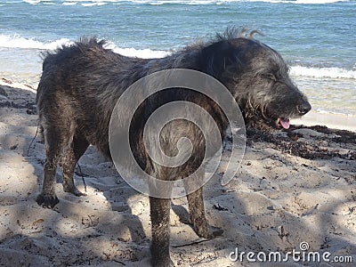 A small hairy brown dog standing Stock Photo