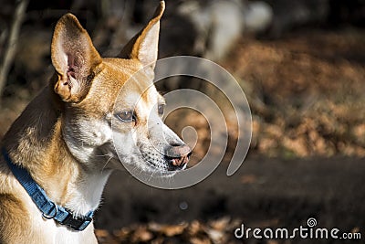 Small hairy dog Portuguese Podengo wearing a blue collar Stock Photo