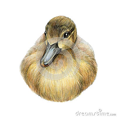 Small hand drawn duckling. Hand drawn illustration. Cute new born baby bird duck. Cute fluffy duckling on white Cartoon Illustration