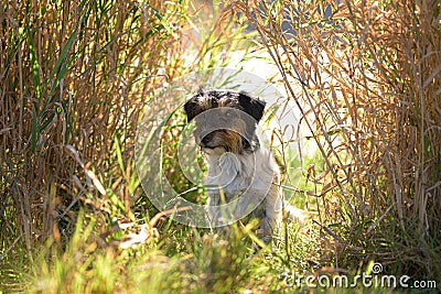 small cute tricolor rough haired jack russell terrier dog in an autumnal environment Stock Photo