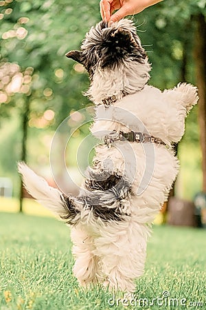 small happy Beaver Yorkshire Terrier lies on the green grass in the park begs for a treat, stands on its hind legs Stock Photo