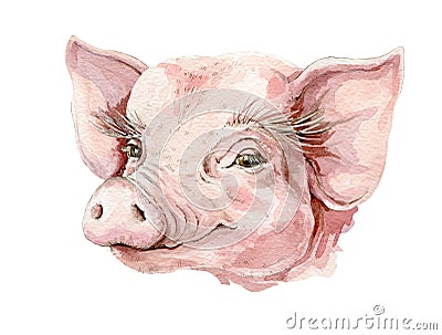 Small happy pig watercolor illustration. Baby piglet portrait - farm domestic animal image. Isolated on white background. Cartoon Illustration