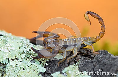 Small harmless Scorpion Euscorpius sp. in Croatia Stock Photo
