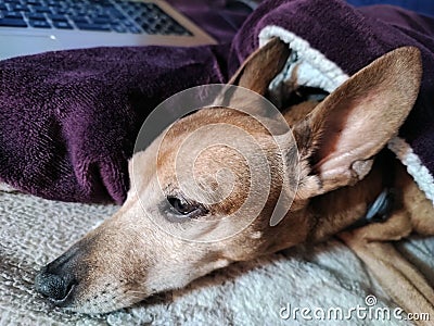 Small head of zwerg pinscher rests old lady with long ears on a blanket Stock Photo