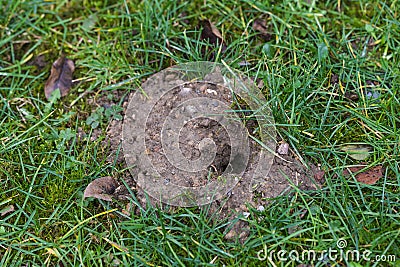 Small heap of earth with a hole in the lawn, passage of vole or mole, wild animals as guests in the garden are sometimes annoying Stock Photo