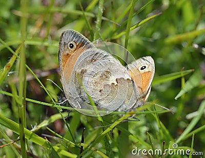 Small Heath Stock Photo