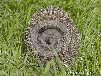 Small hedgehog in a grass Stock Photo